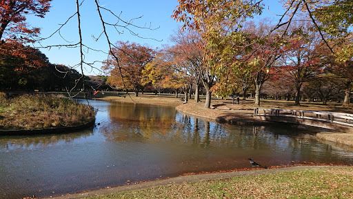 Doma-Doma Yoyogi